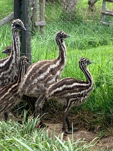 Emu Chicks For Sale