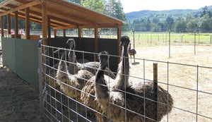 Emus at 3 Feathers Emu Ranch