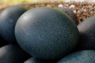 Blown emu eggs from 3 Feathers Emu Ranch