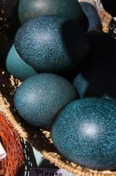 Blown emu eggs from 3 Feathers Emu Ranch