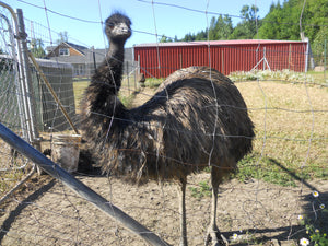 Love and Harmony on an Emu Ranch