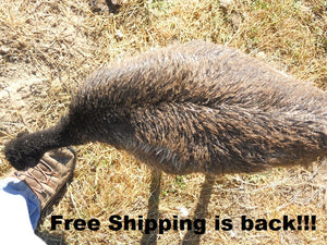 Free Shipping Extended...