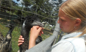 3 Feathers Emu Ranch--caring for emus